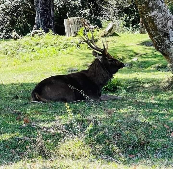 Dinimuthu Rest Inn Wellawaya Εξωτερικό φωτογραφία